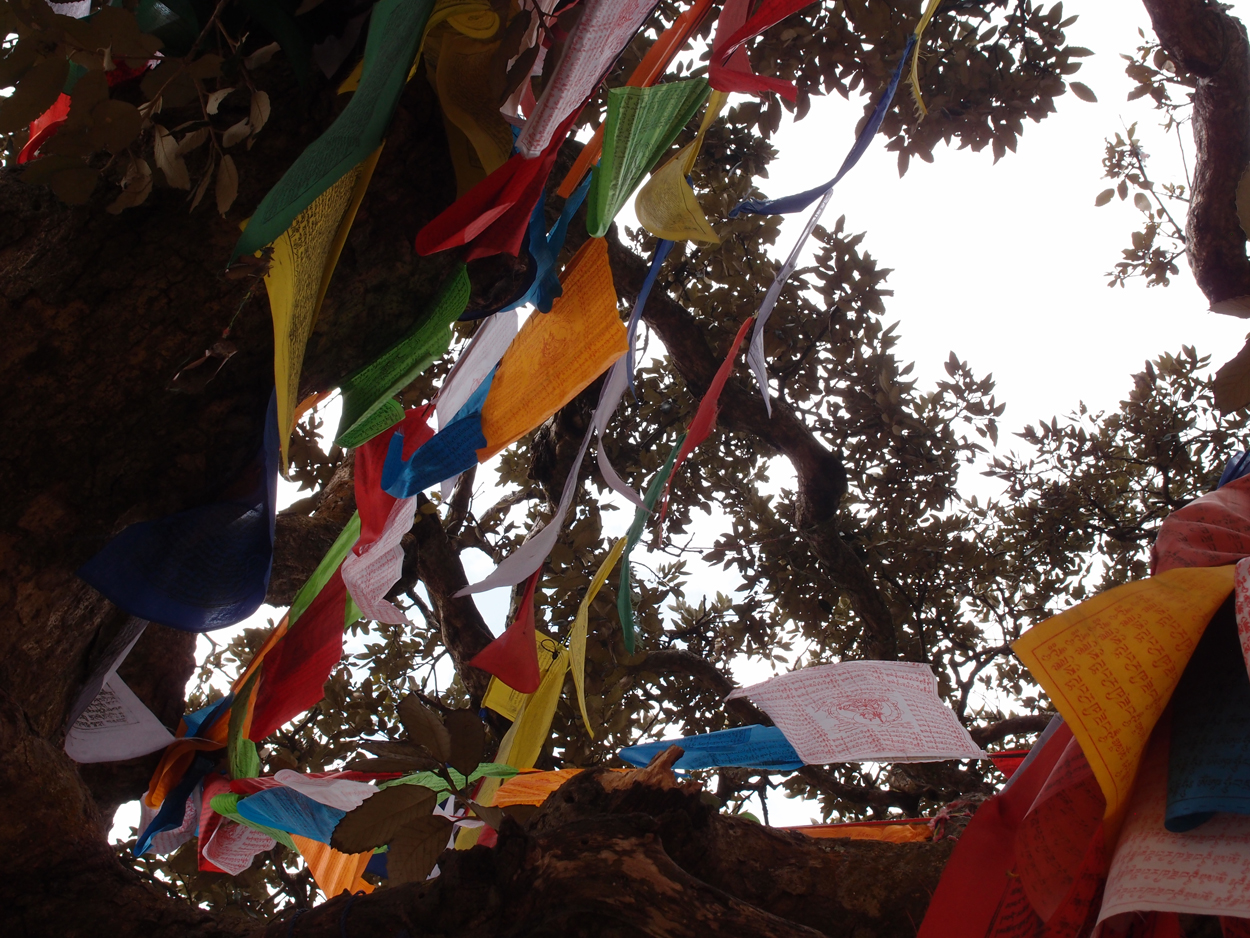 2018-01-16 12 Uhr - Im Shivapuri Nagarjun National Park (Nagi Gumba) (Foto) 